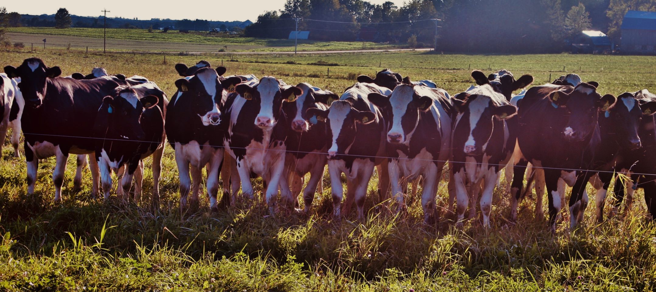 Holsteins stand in field